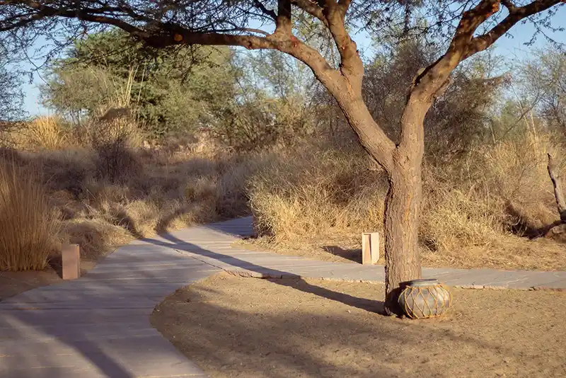 Desert Nature Trail with gazelles