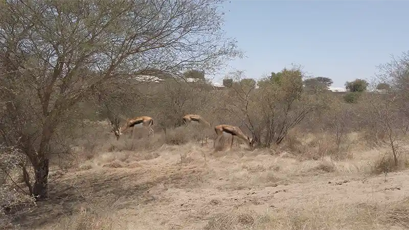Desert Nature Trail with gazelles